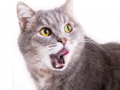 Cats_White_background_Snout_Glance_Teeth_513096_1600x1200